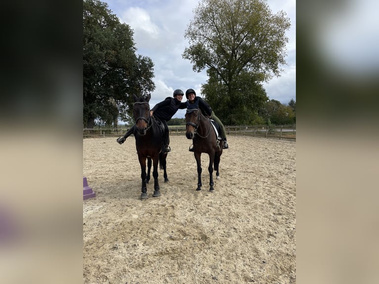 Other Thoroughbred Breeds Mare 14 years 16 hh Brown in Würzburg