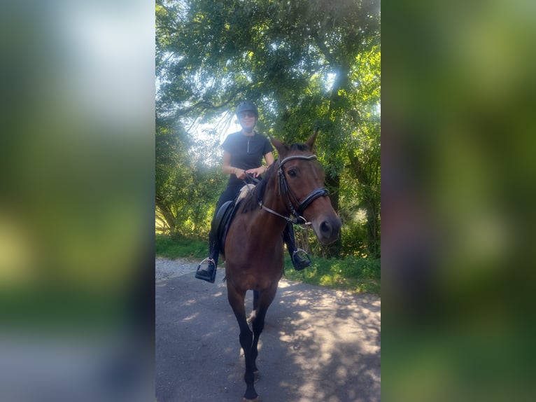 Other Thoroughbred Breeds Mare 14 years 16 hh Brown in Würzburg