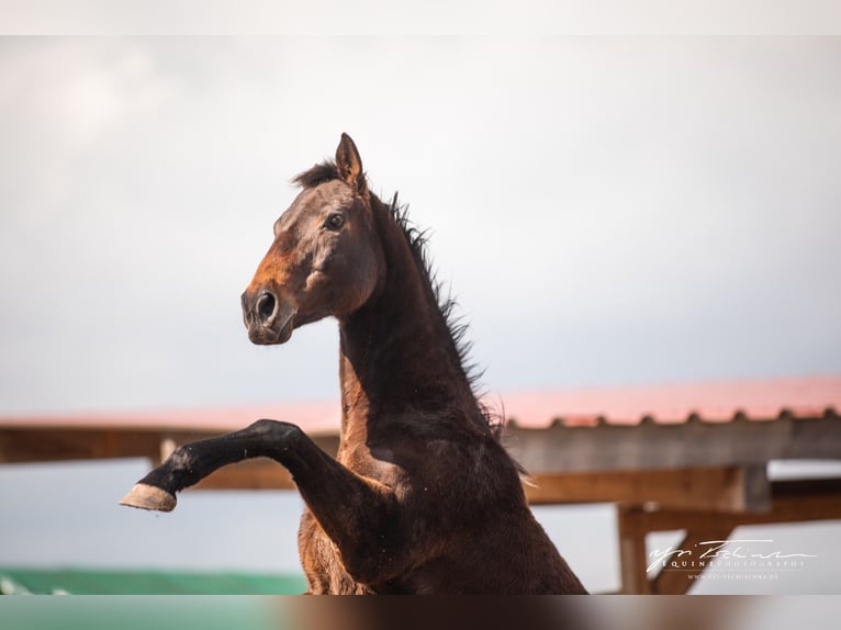 Other Thoroughbred Breeds Mare 14 years 16 hh Brown in Würzburg