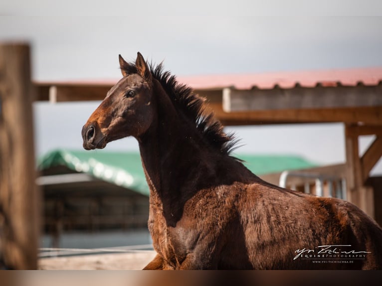 Other Thoroughbred Breeds Mare 14 years 16 hh Brown in Würzburg