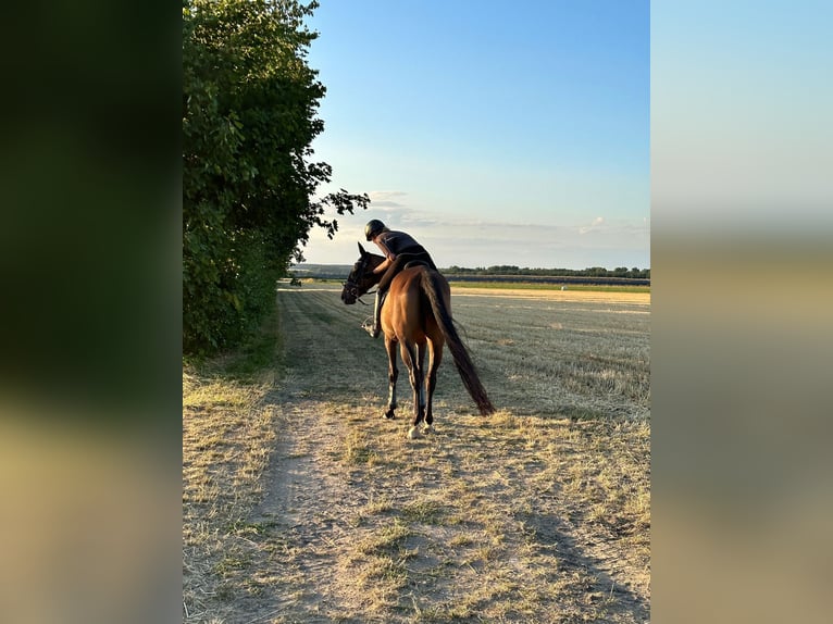 Other Thoroughbred Breeds Mare 14 years 16 hh Brown in Würzburg