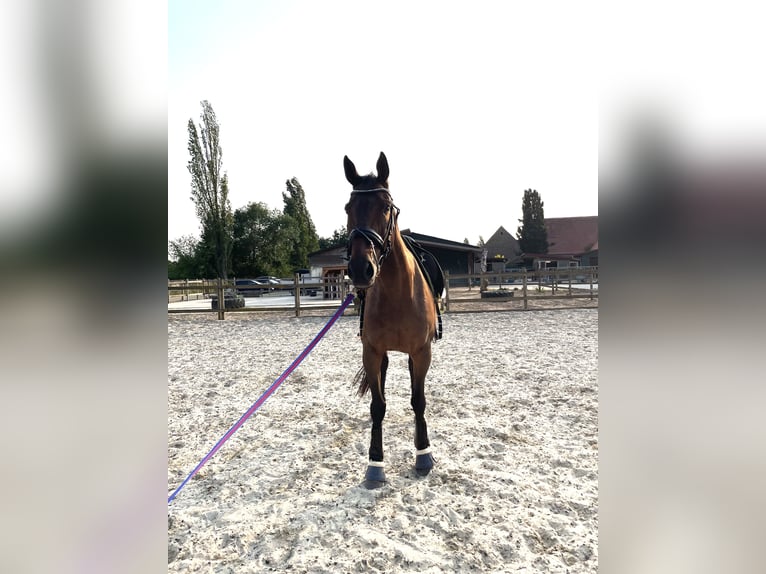 Other Thoroughbred Breeds Mare 14 years 16 hh Brown in Würzburg