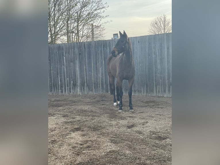 Other Thoroughbred Breeds Mare 14 years 16 hh Brown in Würzburg