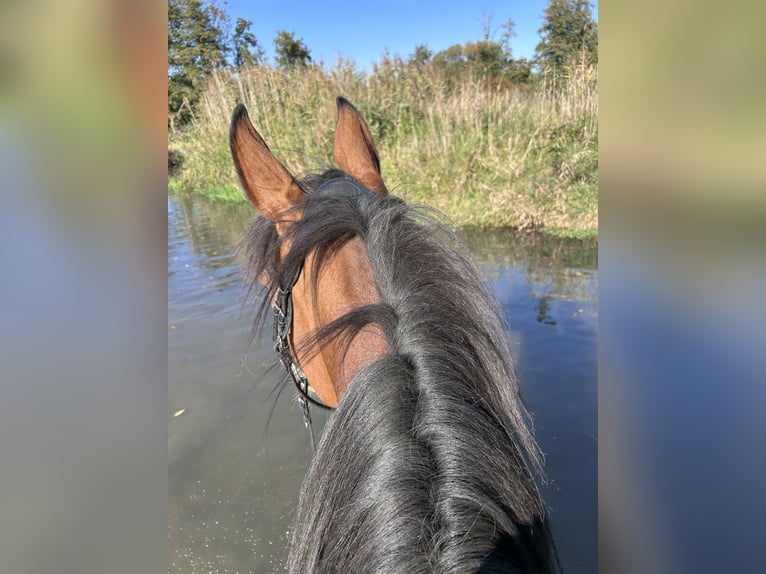Other Thoroughbred Breeds Mare 14 years 16 hh Brown in Eggenfelden