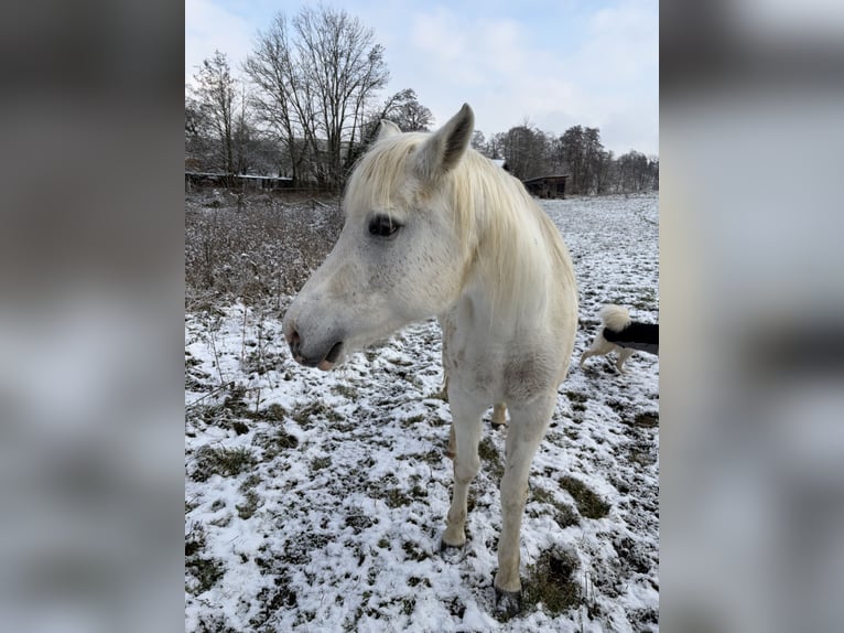 Other Thoroughbred Breeds Mare 14 years Grey in Chieming