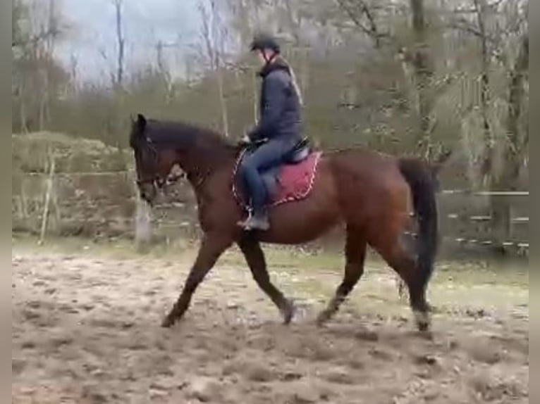 Other Thoroughbred Breeds Mare 15 years 15,1 hh Brown in Oebisfelde