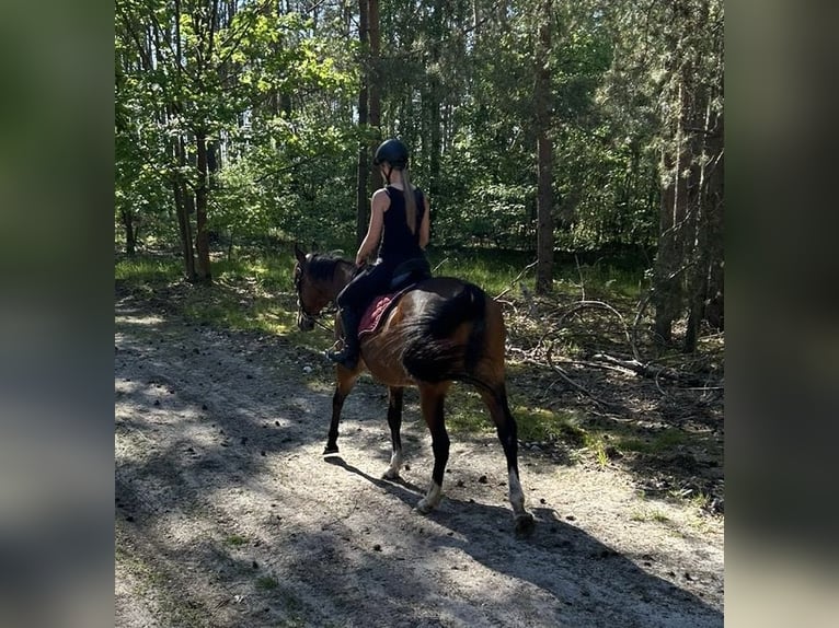 Other Thoroughbred Breeds Mare 15 years 15,1 hh Brown in Oebisfelde