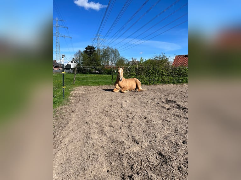 Other Thoroughbred Breeds Mare 15 years 15,1 hh Palomino in Oststeinbek