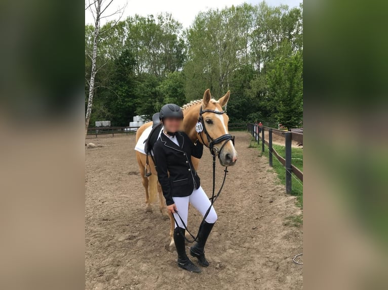 Other Thoroughbred Breeds Mare 15 years 15,1 hh Palomino in Oststeinbek