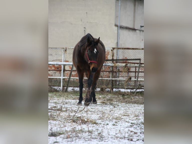 Other Thoroughbred Breeds Mare 15 years 15,2 hh Brown in Rothenburg/Oberlausitz