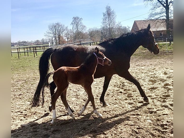 Other Thoroughbred Breeds Mare 15 years 15,2 hh Brown in Rothenburg/Oberlausitz