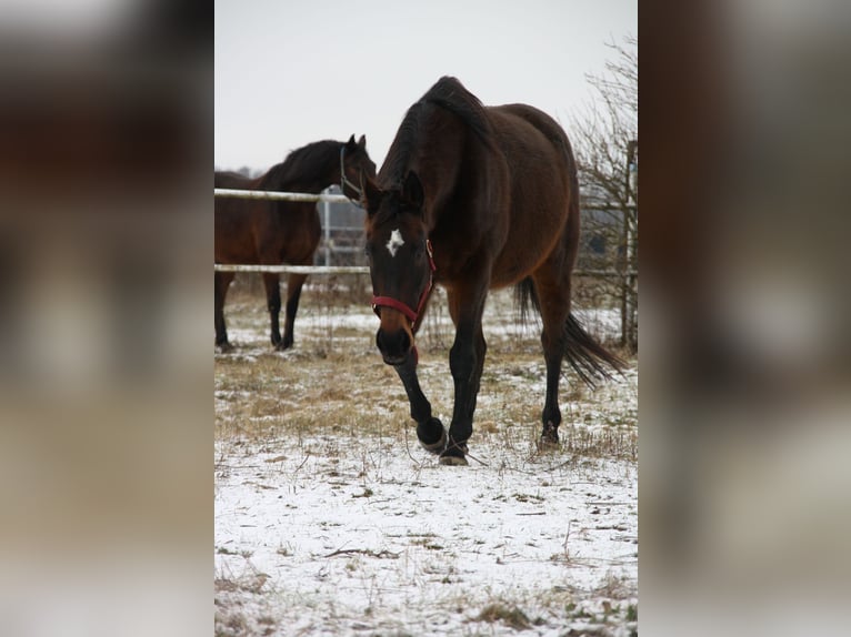 Other Thoroughbred Breeds Mare 15 years 15,2 hh Brown in Rothenburg/Oberlausitz