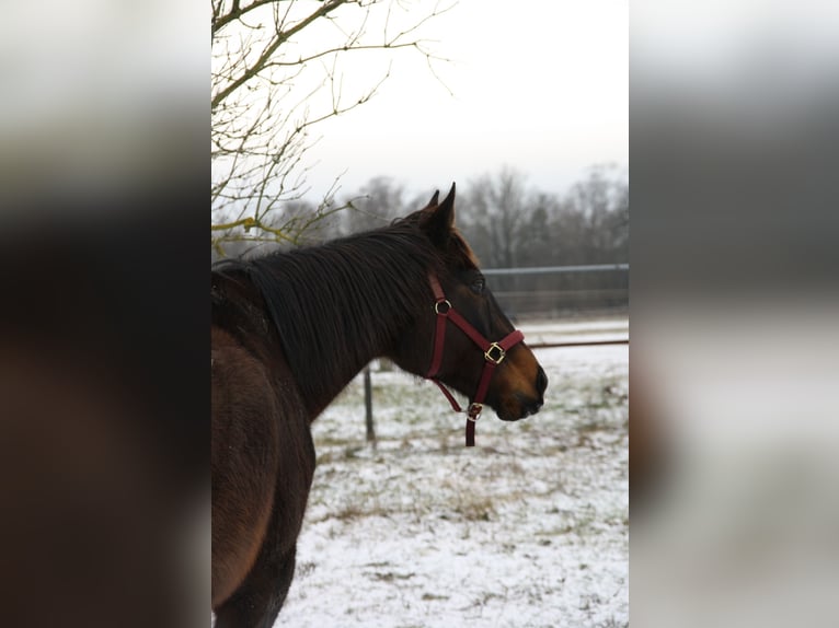 Other Thoroughbred Breeds Mare 15 years 15,2 hh Brown in Rothenburg/Oberlausitz