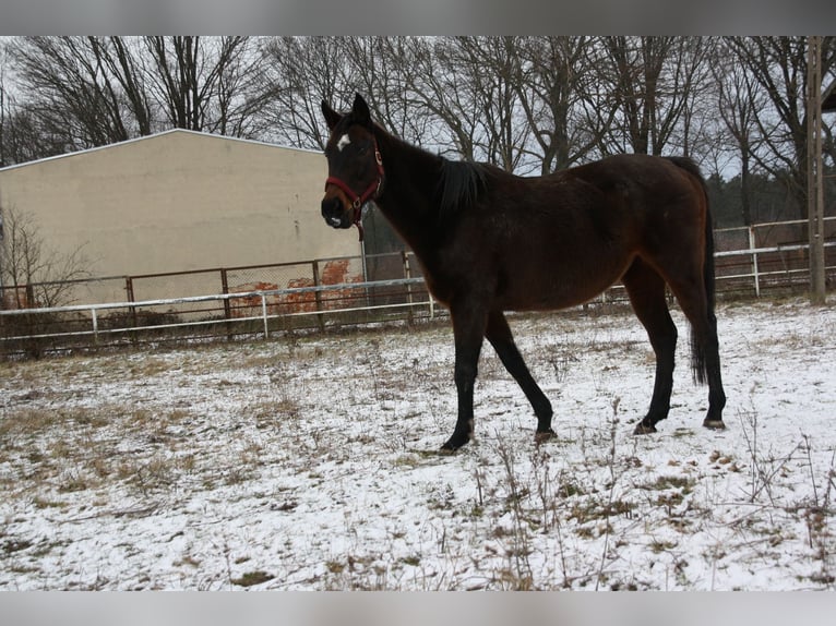 Other Thoroughbred Breeds Mare 15 years 15,2 hh Brown in Rothenburg/Oberlausitz