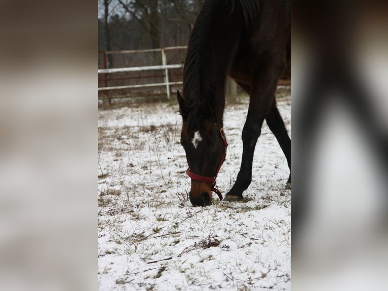 Other Thoroughbred Breeds Mare 15 years 15,2 hh Brown in Rothenburg/Oberlausitz