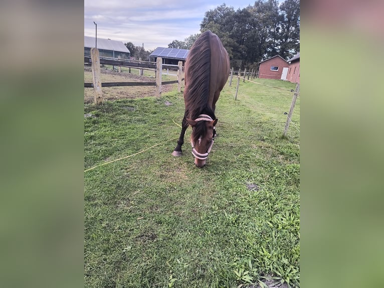 Other Thoroughbred Breeds Mare 15 years 16,2 hh in Rahden