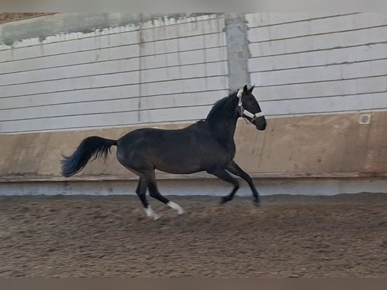 Other Thoroughbred Breeds Mare 15 years in Fellbach