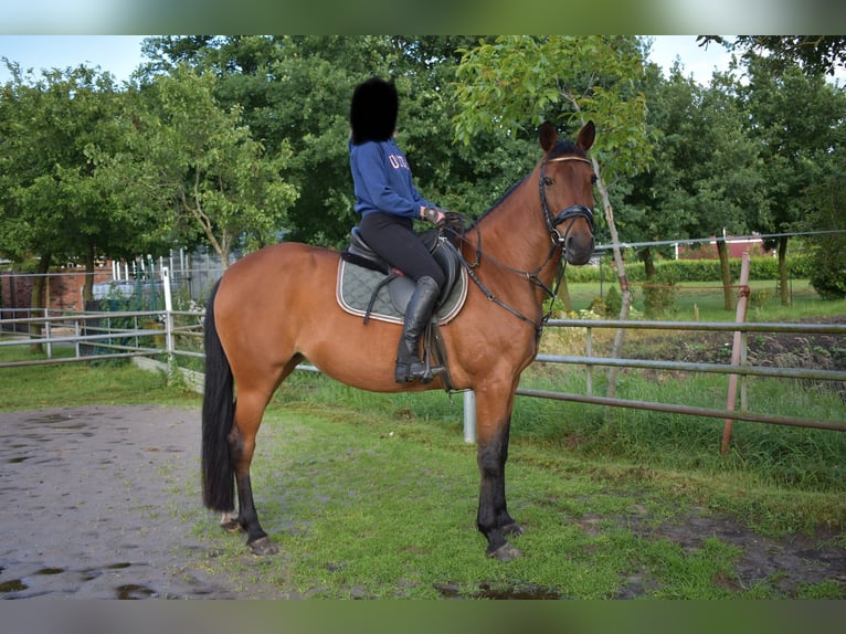 Other Thoroughbred Breeds Mix Mare 16 years 15,1 hh Chestnut-Red in Papenburg