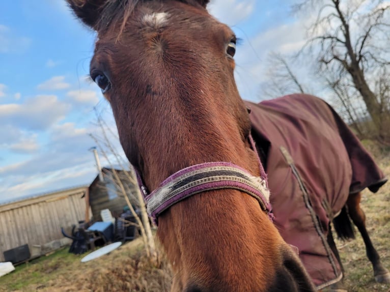 Other Thoroughbred Breeds Mare 16 years 16 hh Bay-Dark in Oberkr&#xE4;mer