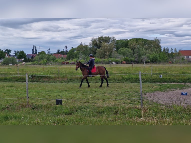Other Thoroughbred Breeds Mare 16 years 16 hh Bay-Dark in Oberkr&#xE4;mer