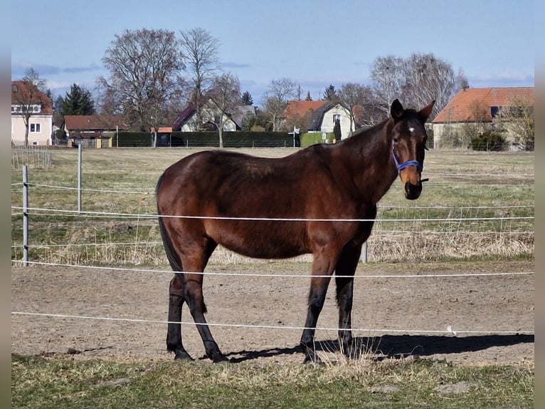 Other Thoroughbred Breeds Mare 16 years 16 hh Bay-Dark in Oberkr&#xE4;mer