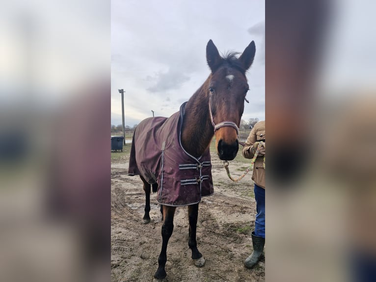 Other Thoroughbred Breeds Mare 16 years 16 hh Bay-Dark in Oberkr&#xE4;mer
