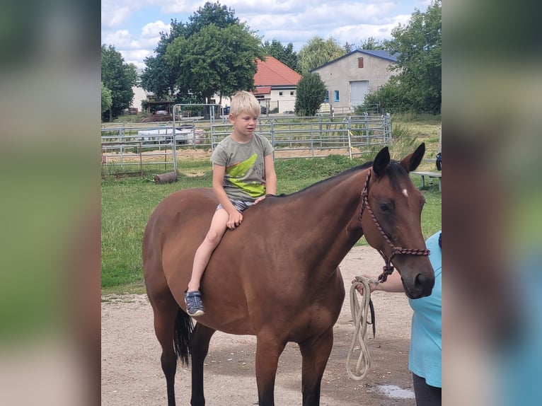 Other Thoroughbred Breeds Mare 16 years 16 hh Bay-Dark in Oberkr&#xE4;mer