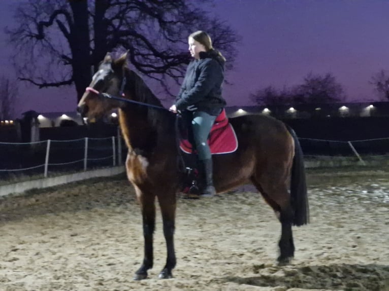 Other Thoroughbred Breeds Mare 16 years 16 hh Bay-Dark in Oberkr&#xE4;mer
