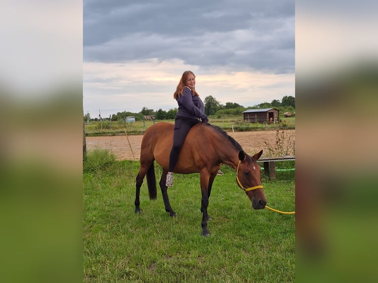Other Thoroughbred Breeds Mare 16 years 16 hh Bay-Dark in Oberkr&#xE4;mer