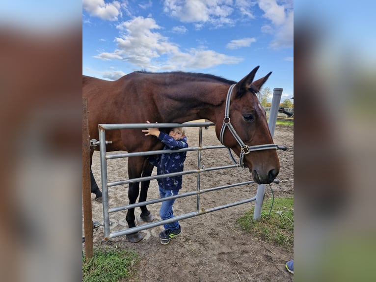 Other Thoroughbred Breeds Mare 16 years 16 hh Bay-Dark in Oberkr&#xE4;mer
