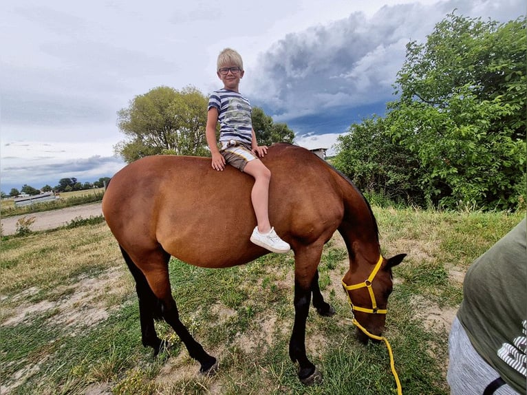 Other Thoroughbred Breeds Mare 16 years 16 hh Bay-Dark in Oberkr&#xE4;mer