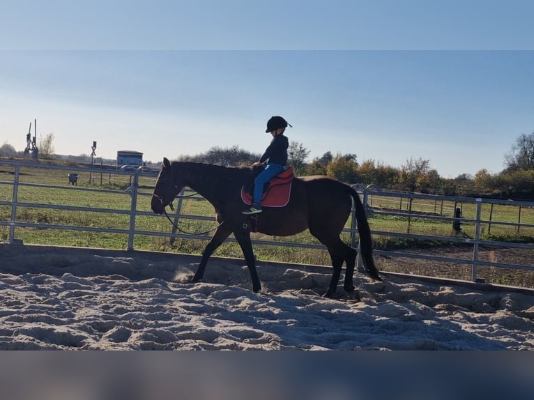 Other Thoroughbred Breeds Mare 16 years 16 hh Bay-Dark in Oberkr&#xE4;mer