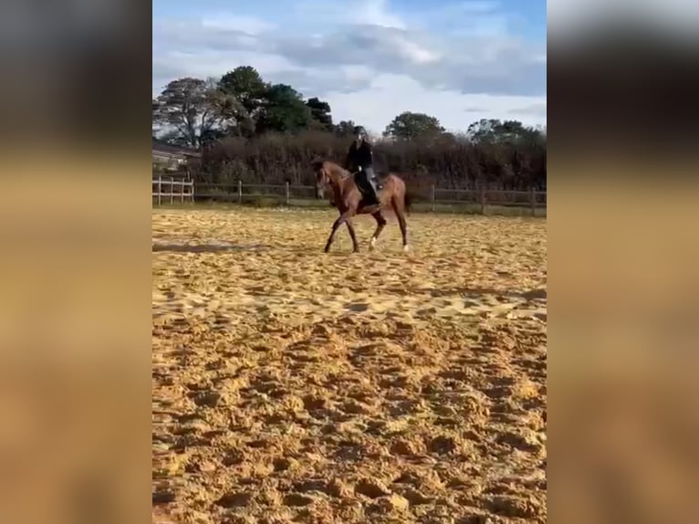 Other Thoroughbred Breeds Mare 16 years 16 hh Brown in Wegeleben