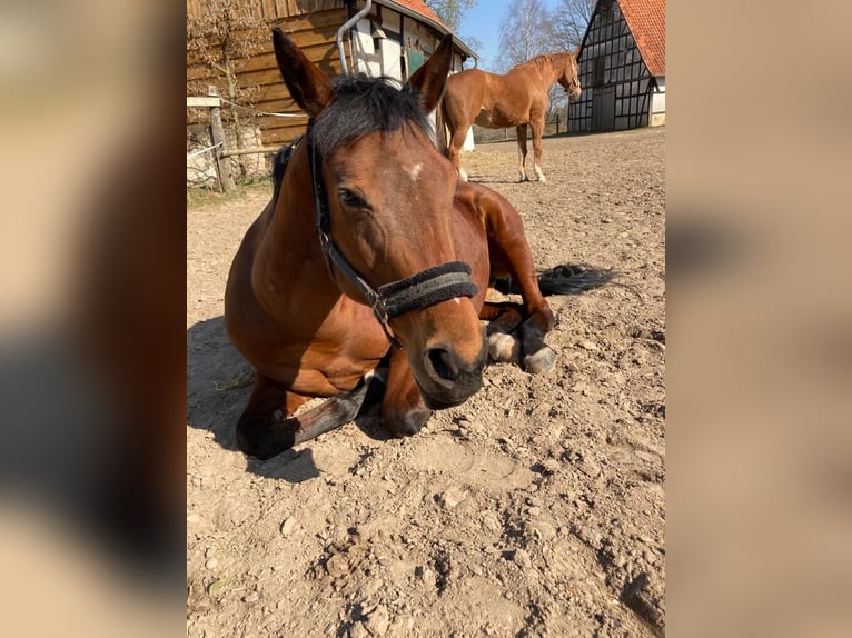 Other Thoroughbred Breeds Mare 16 years 16 hh Brown in Petershagen