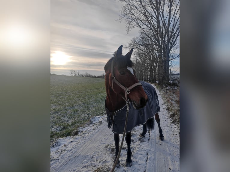 Other Thoroughbred Breeds Mare 16 years 16 hh Brown in Magdeburg