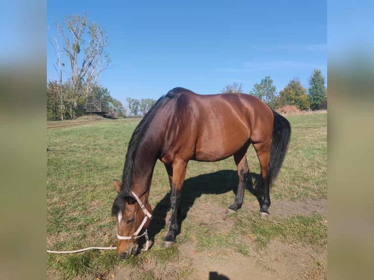 Other Thoroughbred Breeds Mare 16 years 16 hh Brown in Magdeburg