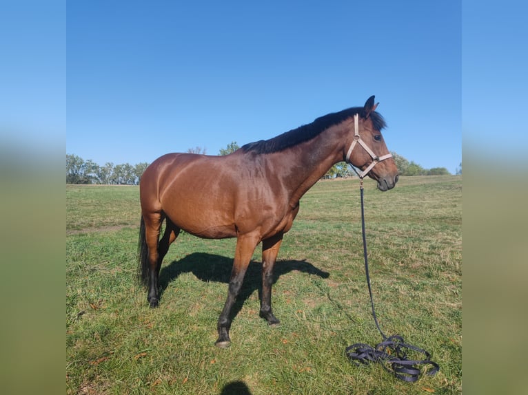 Other Thoroughbred Breeds Mare 16 years 16 hh Brown in Magdeburg