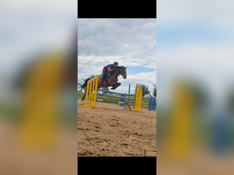 Other Thoroughbred Breeds Mare 16 years 16 hh Brown in Magdeburg