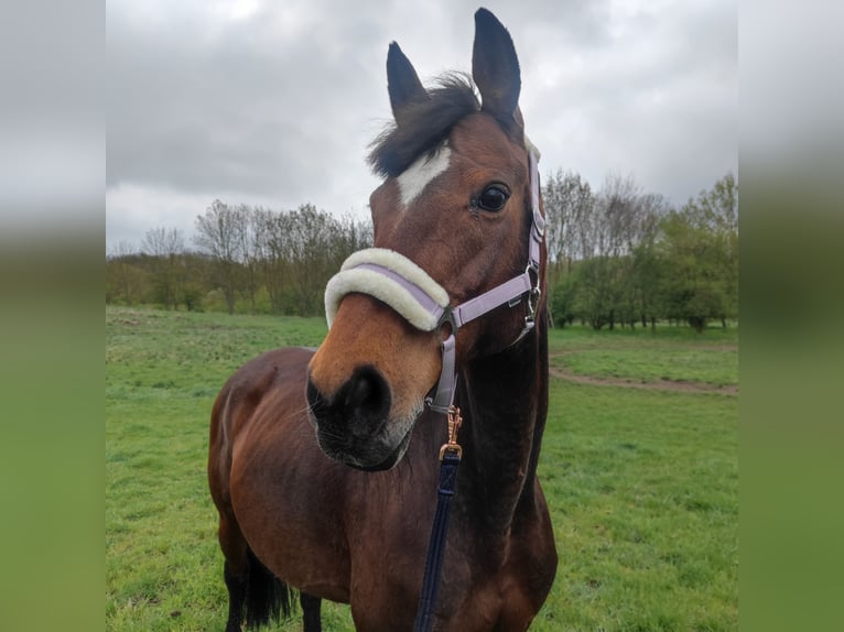 Other Thoroughbred Breeds Mare 16 years 16 hh Brown in Magdeburg Other Thoroughbred Breeds Mare 16 years 16 hh Brown in Magdeburg