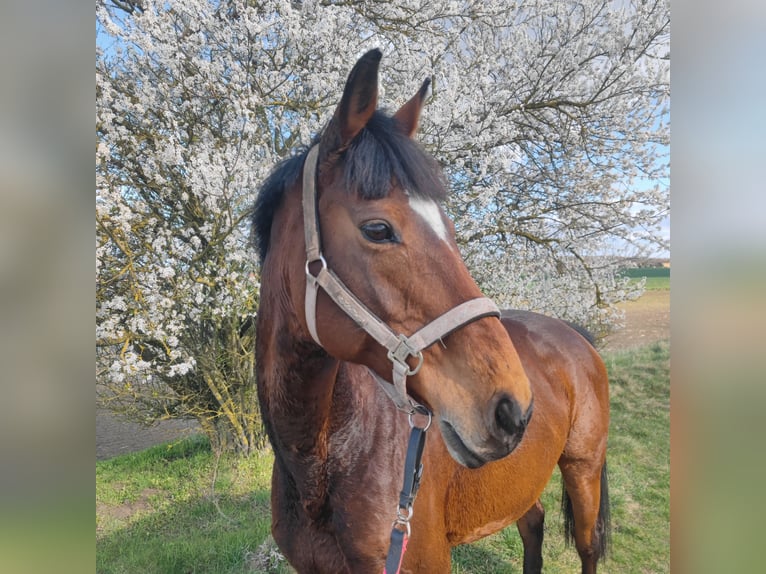 Other Thoroughbred Breeds Mare 16 years 16 hh Brown in Magdeburg