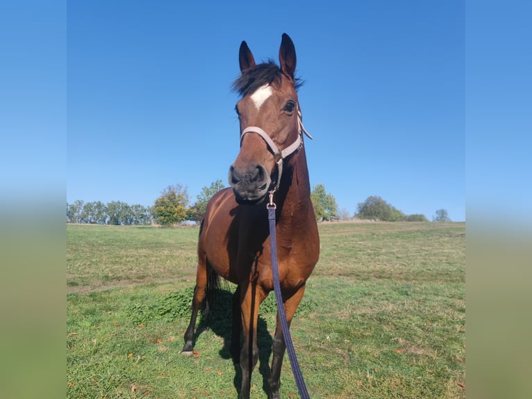 Other Thoroughbred Breeds Mare 16 years 16 hh Brown in Magdeburg Other Thoroughbred Breeds Mare 16 years 16 hh Brown in Magdeburg