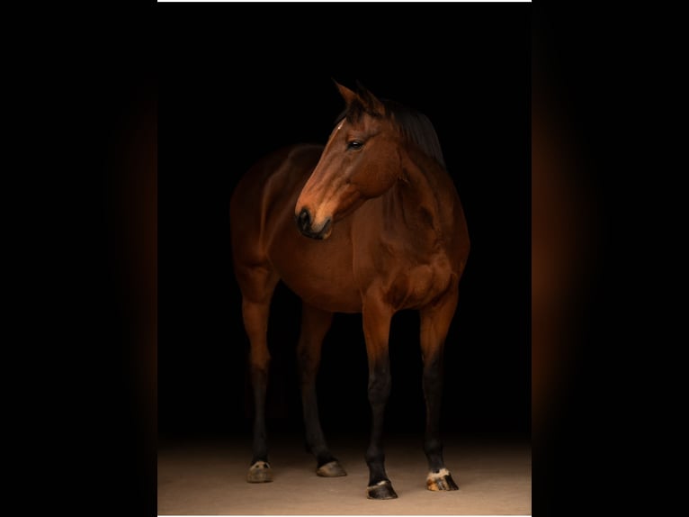 Other Thoroughbred Breeds Mare 17 years 15,2 hh Bay-Dark in Aerzen