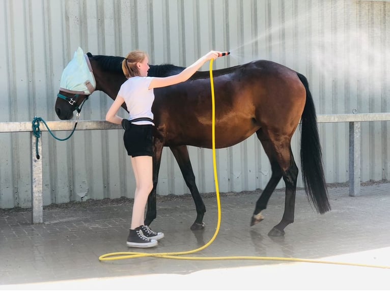 Other Thoroughbred Breeds Mare 17 years 15,2 hh Bay-Dark in Aerzen