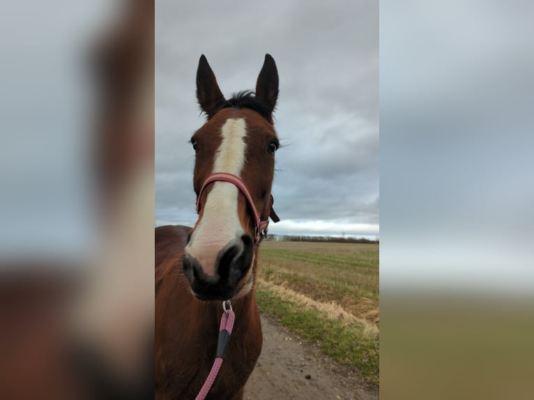 Other Thoroughbred Breeds Mare 17 years 16,1 hh Brown in Magdala