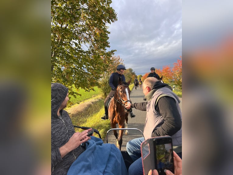 Other Thoroughbred Breeds Mare 17 years 16,1 hh Brown in Magdala