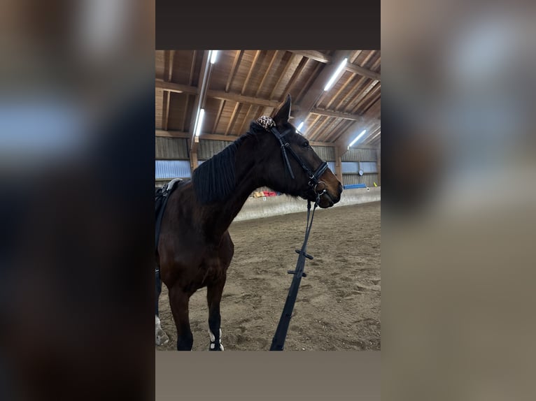 Other Thoroughbred Breeds Mare 17 years 16.2 hh Bay-Dark in Freising