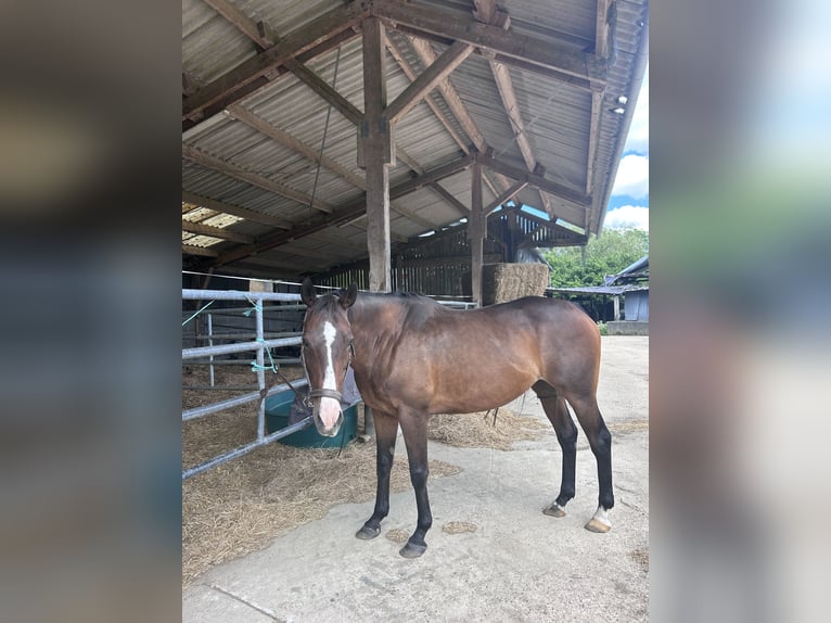 Other Thoroughbred Breeds Mare 17 years 16 hh Brown in Épreville-en-Lieuvin