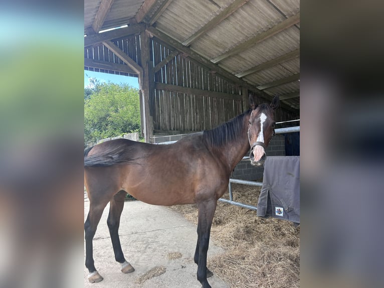 Other Thoroughbred Breeds Mare 17 years 16 hh Brown in Épreville-en-Lieuvin