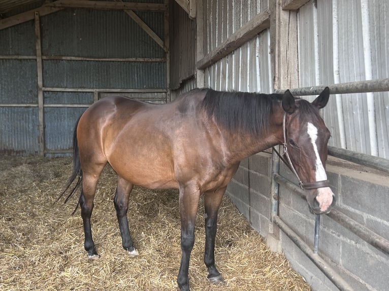 Other Thoroughbred Breeds Mare 17 years 16 hh Brown in Épreville-en-Lieuvin