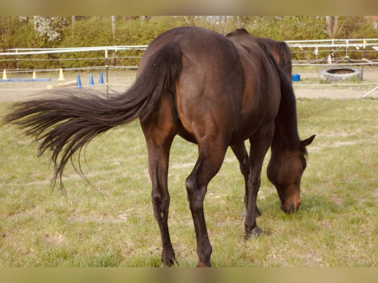Other Thoroughbred Breeds Mare 18 years 15.2 hh Brown in Kollersdorf